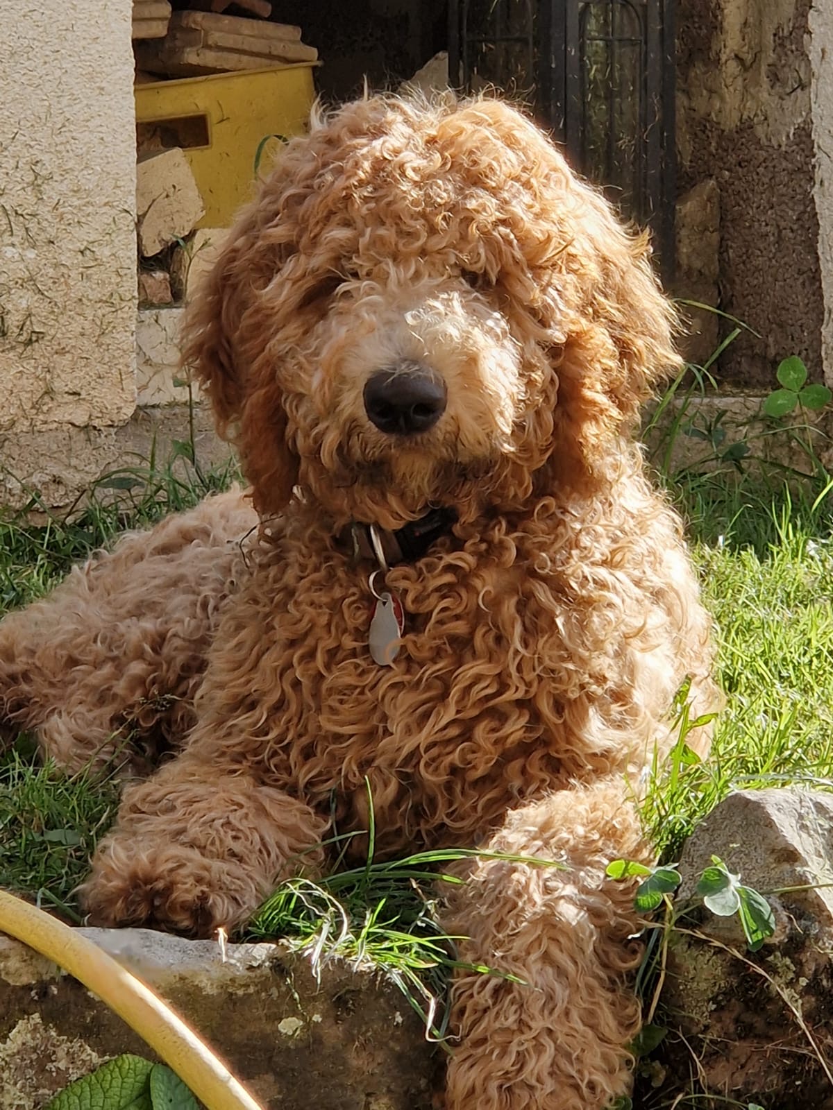 Frodo